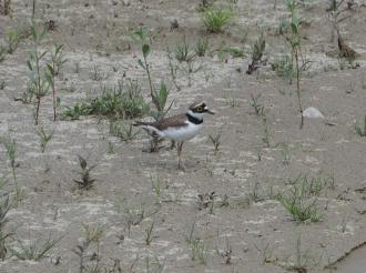 Bild Flussregenpfeifer